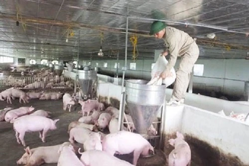 Nguồn cung thịt lợn cho cả năm 2020 sẽ đạt khoảng 4 triệu tấn (Ảnh: Internet)