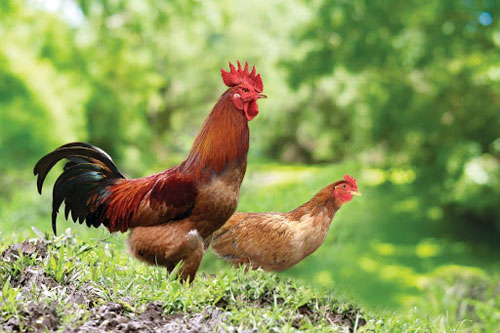 Sau ngày 14/2/2020, 3 con giáp trúng số cực đậm, 'tiền đè ngạt thở'