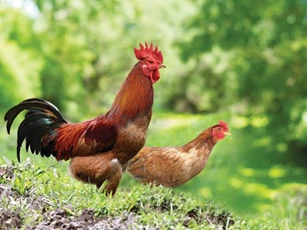Sau ngày 14/2/2020, 3 con giáp trúng số cực đậm, 'tiền đè ngạt thở'