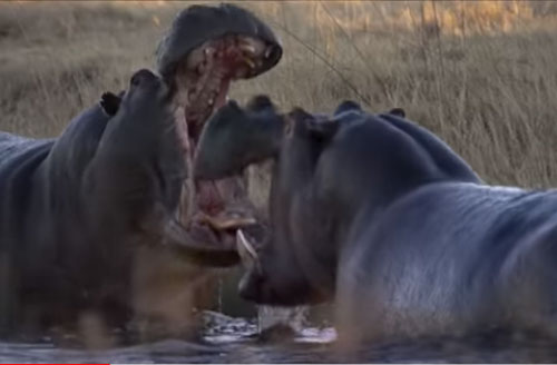 CLIP: Hai con hã mã đực đại chiến giành lãnh thổ