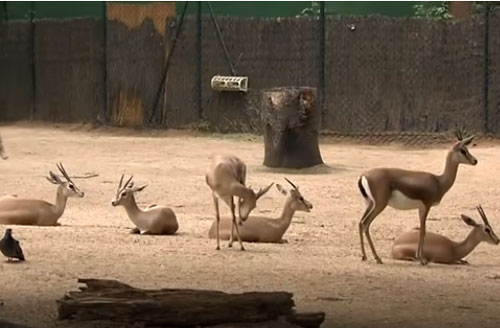 CLIP: Top 10 loài vật có khả năng sinh tồn đặc biệt nhất