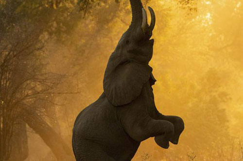 Voi đứng hai chân vươn thẳng vòi "săn mồi" trên cây cao