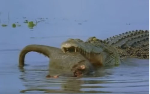 CLIP: Cá sấu đoạt mạng kangaroo trong "một nốt nhạc"