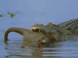 CLIP: Cá sấu đoạt mạng kangaroo trong "một nốt nhạc"
