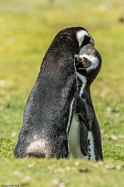 Hai chú chim cánh cụt Magellan