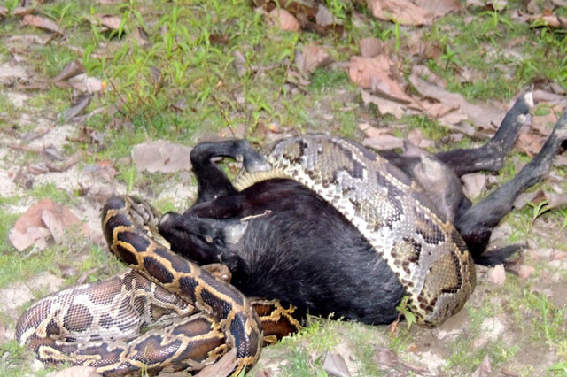 Trăn khổng lồ nuốt chửng dê nhưng... bất thành