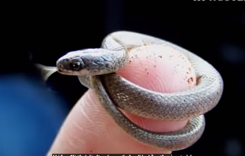 CLIP: Top 10 loại động vật nhỏ bé đáng yêu nhất thế giới