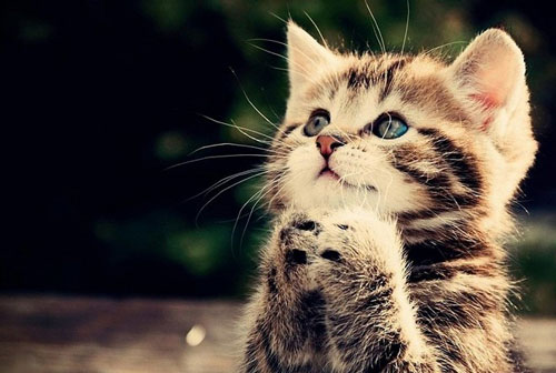 Những con giáp giàu lại thêm giàu, may mắn 'gõ cửa', tiền bạc ngập két trong 3 tháng tới