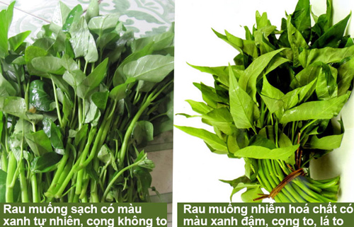 Đừng lo mua phải rau tẩm hóa chất nếu mẹ đảm nắm chắc những "nguyên tắc vàng" sau