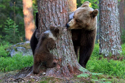 Gấu mẹ chơi đùa với gấu con