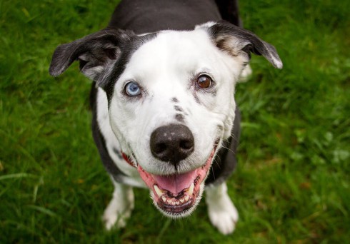 Lý giải hiện tượng một số động vật có hai màu mắt khác nhau?