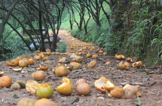 Nguyên nhân khiến hơn 8.000 ha cam Hà Giang rụng quả