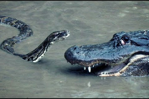 CLIP: Cá sấu đại chiến trăn và cái kết bất ngờ