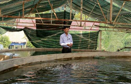 Thanh Hóa: Làm giàu nhờ mô hình nuôi cá hồi trên đỉnh núi Pù Rinh