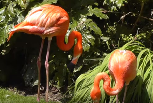 CLIP: Top 10 loài chim "dậy thì" thành công nhất mọi thời đại