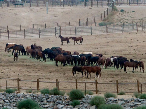 Nữ tỷ phú này còn đặc biệt yêu thích ngựa và sở hữu những trang trại chăn nuôi ngựa rộng lớn ở bang Texas, Mỹ, trị giá hàng chục triệu USD. Ảnh: AP