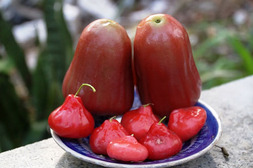 Cần Thơ: Kiếm tiền triệu từ trái mận tí hon