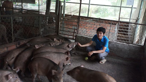  Hậu Giang: Làm giàu nhờ đưa heo rừng về ấp