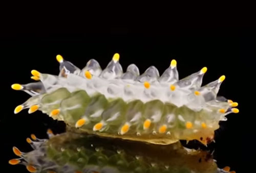 CLIP: Những loại sâu róm nguy hiểm nhất thế giới