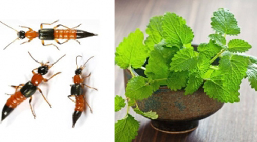 6 loại cây dễ kiếm, dễ trồng là "khắc tinh" của kiến ba khoang, nhà nào cũng nên có một chậu