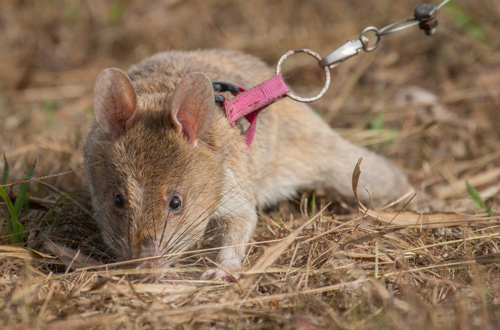 Sự thực bất ngờ về chuột khổng lồ chuyên dò mìn cực giỏi