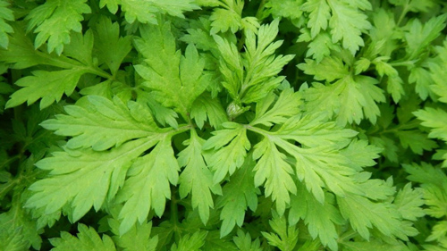 Ít ai ngờ loại rau tưởng chừng quen thuộc này lại là thuốc chữa bách bệnh, đại bổ cho cơ thể