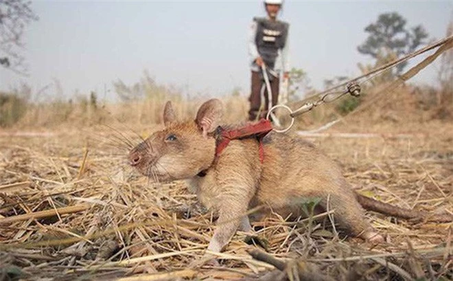 Su thuc bat ngo ve chuot khong lo chuyen do min cuc gioi-Hinh-10