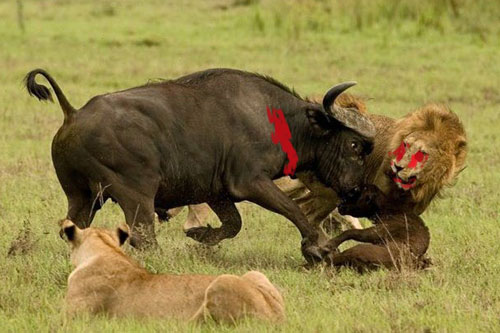 Những trận chiến kinh hoàng giữa sư tử và trâu rừng