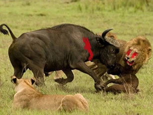 Những trận chiến kinh hoàng giữa sư tử và trâu rừng