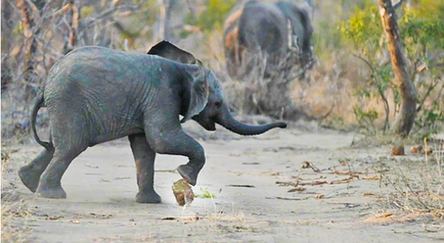 Voi trổ tài đá bóng khiến nhiếp ảnh gia ngỡ ngàng