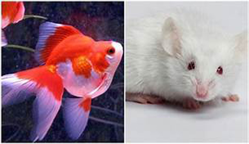 6 con vật nên nuôi trong nhà để đuổi hết vận đen, đón lộc về nhà, gia chủ phất lên như diều gặp gió