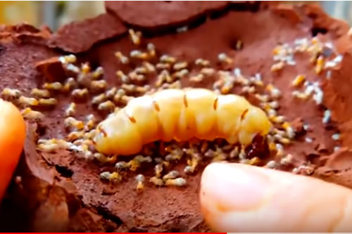 CLIP: 10 'kỷ lục gia' trong thế giới côn trùng