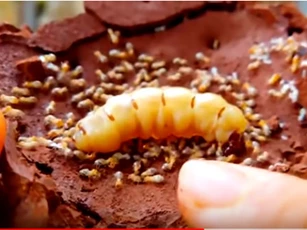 CLIP: 10 'kỷ lục gia' trong thế giới côn trùng