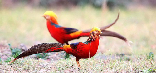 Độc đáo chim trĩ 7 màu quý hiếm, giới chơi chim Việt mê mẩn