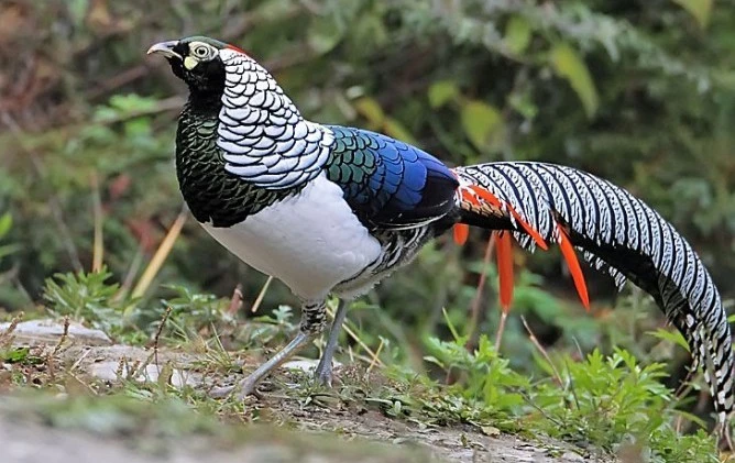 Chim trĩ 7 màu là một trong những loài chim quý hiếm, đắt đỏ của Việt Nam. Ảnh: thienduongchim.