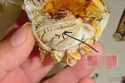 Những phần nào của hải sản không thể ăn?