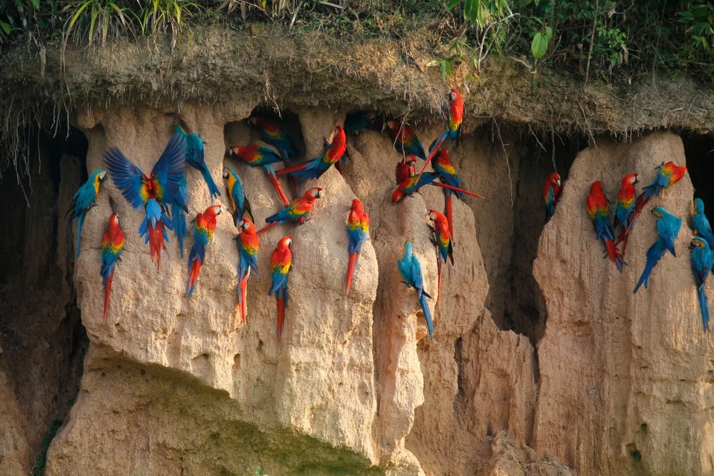 Vẹt đuôi dài và một số các loài vẹt khác ở rừng mưa Amazon là những con chim rất thích ăn đất sét. Chúng thường rủ nhau tụ tập trên các bờ sông để ăn đất, tạo nên cảnh tượng rực rỡ, thu hút đông đảo sự chú ý của khách du lịch.