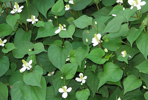 Ăn rau diếp cá kiểu này chẳng khác nào uống thuốc độc, nhiều người Việt mặc phải