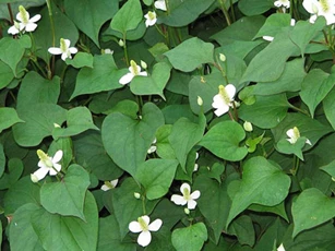 Ăn rau diếp cá kiểu này chẳng khác nào uống thuốc độc, nhiều người Việt mặc phải