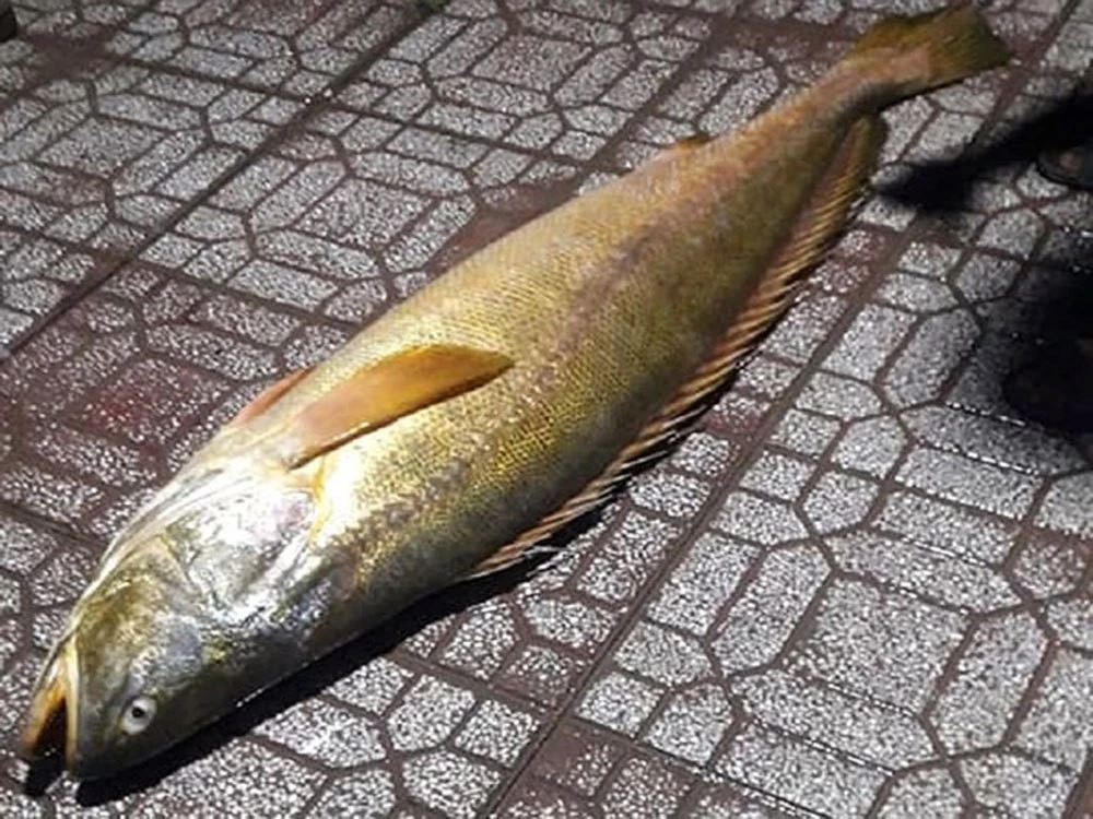 Cá đường có tên khoa học là Otolithoides biauritus, là loài cá lớn nhất trong họ cá Đù. Phần đầu và lưng cá màu xanh xám, bên hông màu vàng, vàng da cam, nhạt hơn ở bụng. Ảnh: vietnamnet.