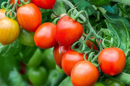 Cà chua chín nẫu chớ dại vứt, làm theo cách này bạn sẽ có cả vườn quả sai lúc lỉu