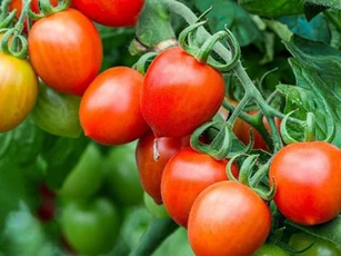 Cà chua chín nẫu chớ dại vứt, làm theo cách này bạn sẽ có cả vườn quả sai lúc lỉu