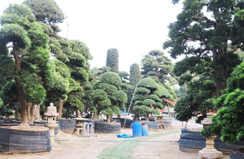 Vườn tùng Nhật bạc tỷ của đại gia giữa khu nhà giàu Sài Gòn