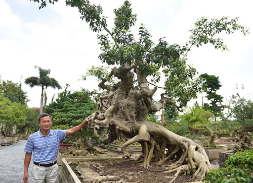 Đại gia xếp hàng, ôm tiền tỷ chờ mua cây sanh Thánh Gióng cưỡi ngựa