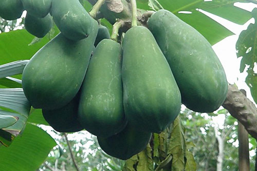 Chế đu đủ xanh theo cách này, sẽ không ai còn gọi bạn là "hai lưng" nữa