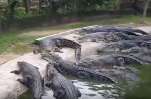 CLIP: Top 10 loài vật khổng lồ được tìm thấy tại Việt Nam