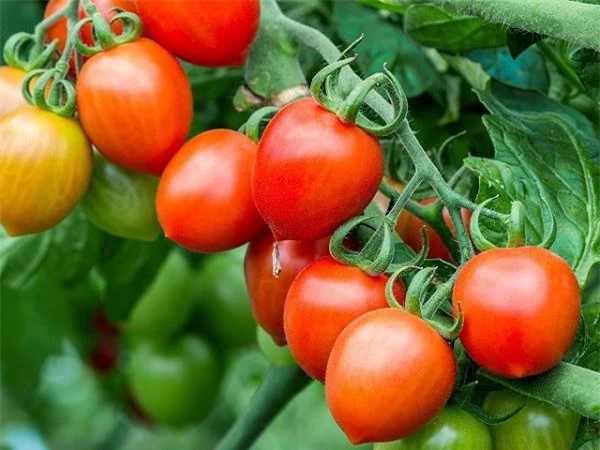 Cà chua chín nẫu chớ dại vứt, làm theo cách này bạn sẽ có cả vườn quả sai lúc lỉu - 7
