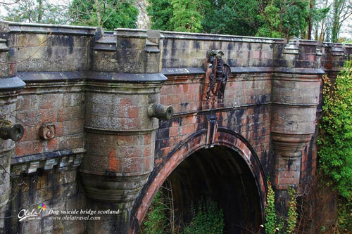 CLIP: Nguyên nhân nào khiến hàng trăm chú chó tìm đến cầu Overtoun để  tự tử hằng năm?