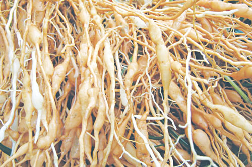 Trị ho tại nhà cực hiệu quả bằng loại thảo dược dưới đây