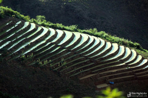 Bức tranh thanh bình từ những thửa ruộng bậc thang ở miền Tây Nghệ An